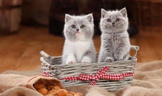 猫咪朋友圈说说 关于猫咪朋友圈句子