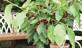 姬樱桃怎么养 观赏樱桃怎么养