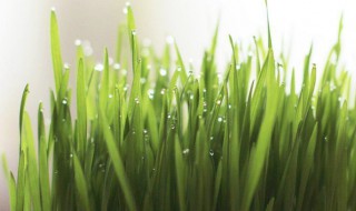 大麦草怎么种 大麦草怎么种植方法