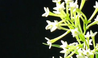 夜来香种子怎么种（夜来香什么时候结种子）