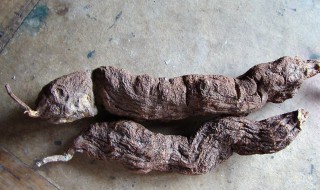 何首乌怎么吃可以生发(何首乌怎么吃可以生发黑发)