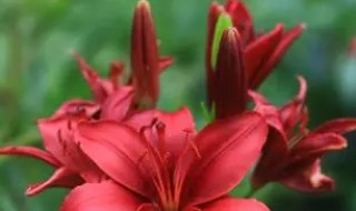 红百合花的药用价值(红百合的药用价值和功效)