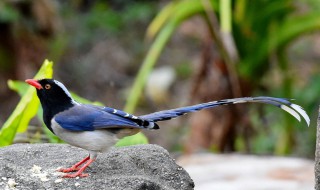 鹊怎么组词 蝉怎么组词