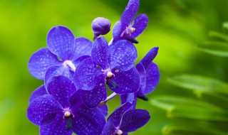 植的组词（植的组词二年级）