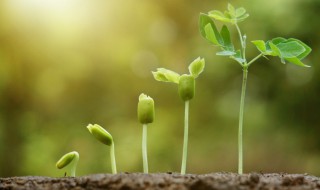 关于成长的名言警句 关于成长的名言警句并谈谈你的理解