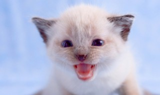 关于动物的名言名句 关于动物的名言名句英语