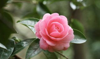 花英语怎么读（花英语怎么读语音flowers怎么读）