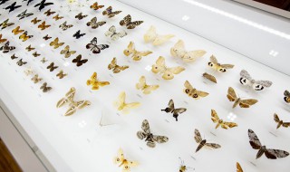 关于蝴蝶的诗（关于蝴蝶的诗四句）