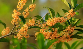 关于桂花的诗（关于桂花的诗句）