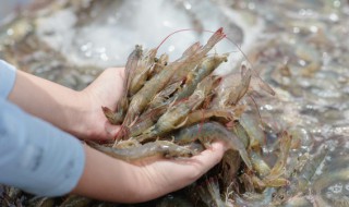 用什么捕虾最好的方法（用什么捕虾最好的方法最快）