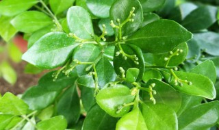 盆栽九里香的养殖方法（盆栽九里香的养殖方法和技术）