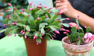 蟹爪兰养殖方法与技巧 蟹爪兰养殖方法与技巧图片