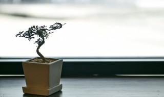 盆组词 盆组词拼音