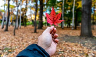 关于秋天的作文三年级（关于秋天的作文三年级200字左右）