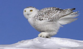 雪鸮怎么读 雪鸮怎么读音