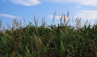 关于丰收的作文（关于丰收的作文600字）