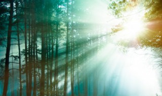 关于森林防火作文（关于森林防火作文500字）