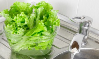 生菜种子催芽方法（生菜种子催芽方法有哪些）