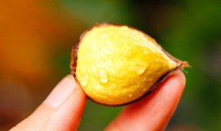 栗爪怎么用（栗爪怎么用图解）