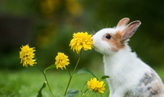 储存食物过冬的动物（储存食物过冬的动物有哪些图片）