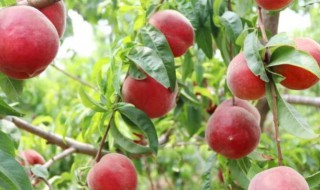 桃籽怎么种（猕猴桃籽怎么种）