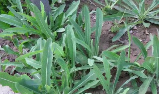 曲曲菜什么时候不能吃(曲曲菜什么人不能吃)