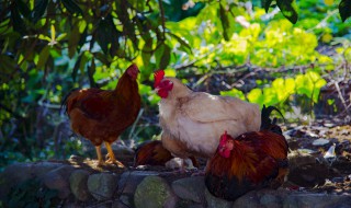 鸡病大全及治疗方法（鸡病大全及治疗方法与图片支原体）