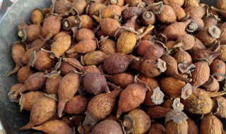 金樱子怎么泡酒（新鲜金樱子怎么泡酒）