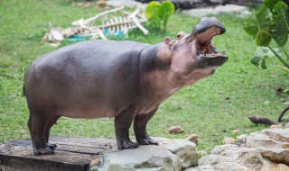 河马英语怎么读（河马英语怎么读音发音）