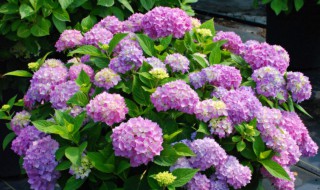 什么花一年四季都开花 四季开花的花卉