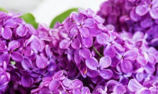 紫香槟色的花语 香槟色花的花语