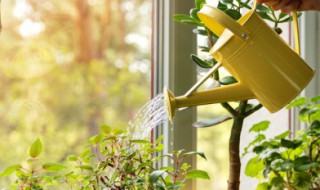 家里不能种带刺的植物（家里是不是不能种带刺的植物）