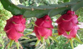 火龙果的作用和功效与禁忌 火龙果的功效与作用及禁忌的功效与作用龙