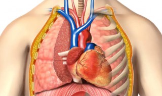 胸下面是胃吗（孕妇胸下面是胃吗）