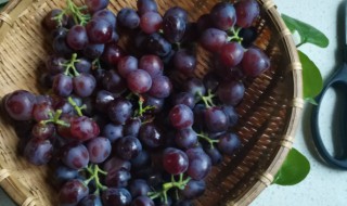 葡萄皮上有小颗粒能吃吗（葡萄表皮有很多小颗粒）