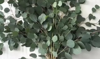 尤加利叶寓意 尤加利叶寓意是什么意思