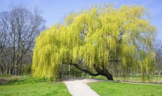 柳树怎么种 柳树怎么种植容易成活