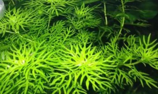 如何种植水草 如何种植水草种子