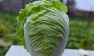 白菜怎么种植 白菜怎么种植简单