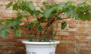 红提籽怎么种盆栽（红提籽怎么种盆栽视频）