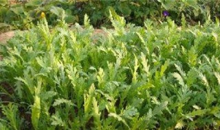 皇帝菜怎么种（帝王菜怎么种）