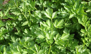 麦冬如何种植（麦冬如何种植可以使根须浅）