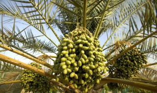 椰子树如何种植 椰子树如何种植