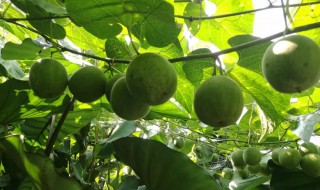 罗汉果怎么种植好（罗汉果怎么种植好看）