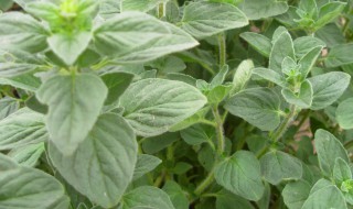 牛至怎么种（牛至有多少品种）