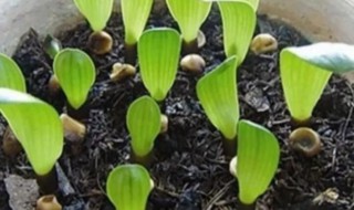 君子兰种子怎么种 君子兰种子怎么种植方法