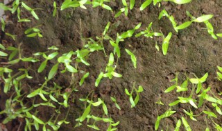 萝卜籽怎么种（萝卜籽怎么种植视频）