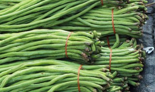 如何种植豆角 如何种植豆角?