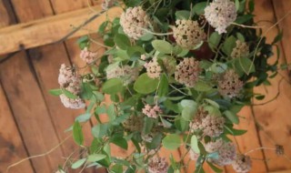 球兰怎么种（球兰怎么种植）