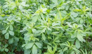 紫花苜蓿怎么种 紫花苜蓿怎么种植